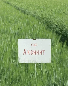 Семена пшеницы озимой твердой сорт Аксинит, Амазонка