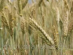 Рожь озимая сорт Укосная