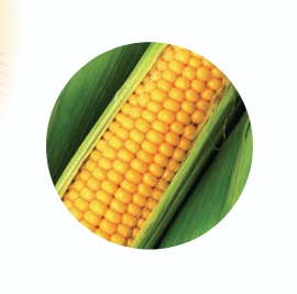 Кукуруза